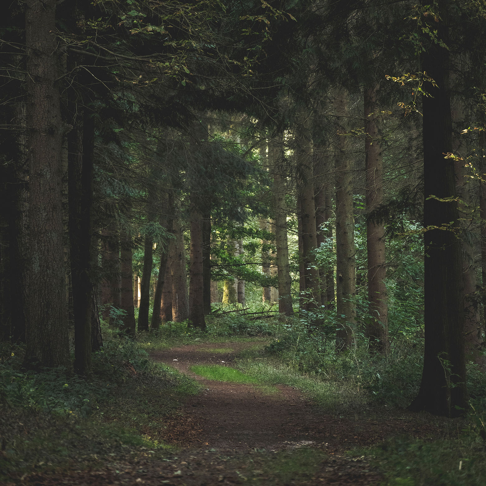 Sentier forestier : Le monde des forêts